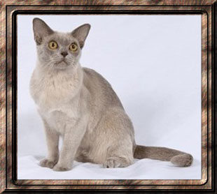 GC, RW Penobscot's Show Me Now of Jomarkat