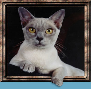 GC Penobscot's Double Down of Jomarkat