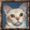 CH Charm's Sweet Tart of Penobscot